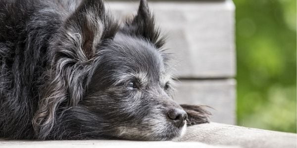 How Can I Tell If My Dog Is In Pain? | Preventive Vet